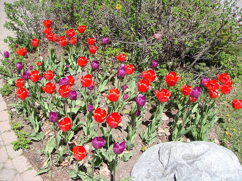 186 Memorial Day [2008 May 23].JPG - Scenes from Mackinac Island.